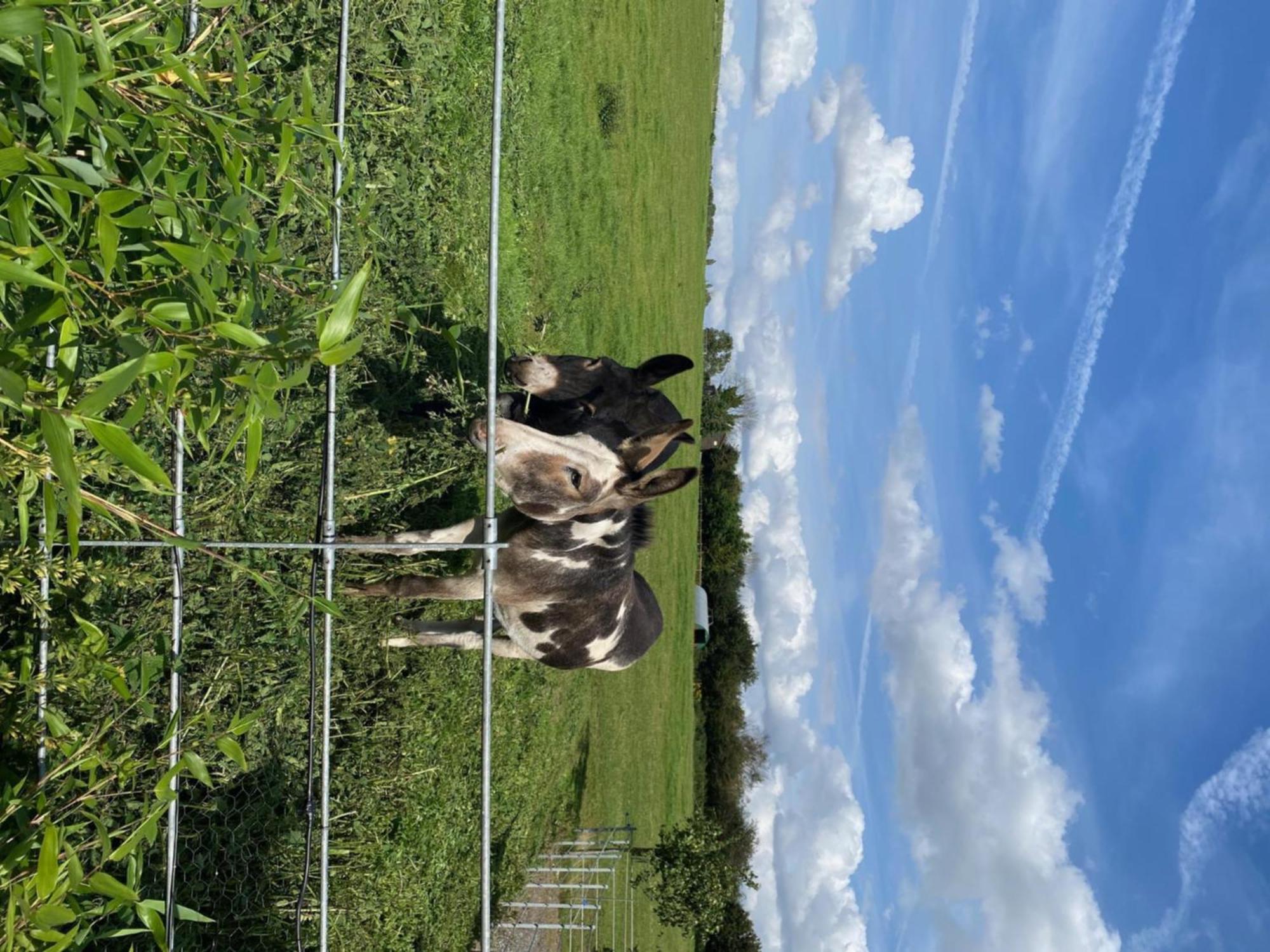 Fairview Farm Holiday Accommodation 14 Luxury Lodges, Cabins, Dog Friendly, Suitable For Couples, Families And Groups, Wedding Guests , Corporate Events, Sleeps 2-65 Guests In Ravenshead, Nottingham Near Sherwood Forest, Set In 88 Acres 外观 照片