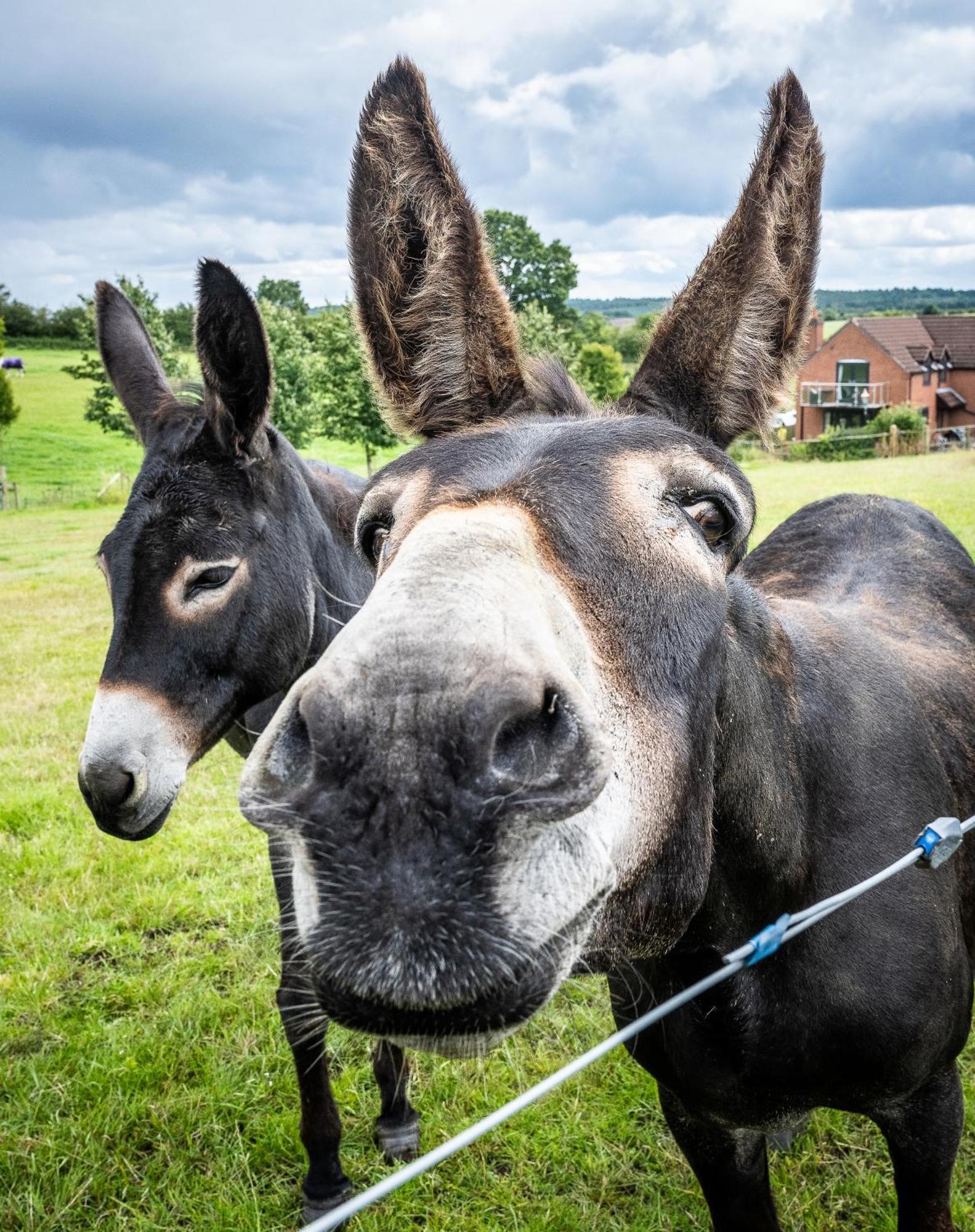 Fairview Farm Holiday Accommodation 14 Luxury Lodges, Cabins, Dog Friendly, Suitable For Couples, Families And Groups, Wedding Guests , Corporate Events, Sleeps 2-65 Guests In Ravenshead, Nottingham Near Sherwood Forest, Set In 88 Acres 外观 照片
